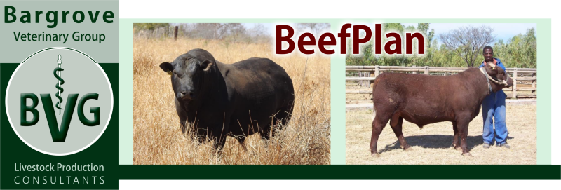 Bargrove-BeefPlan