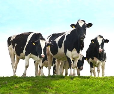 Bargrove-Veterinary-Dairy-Cows