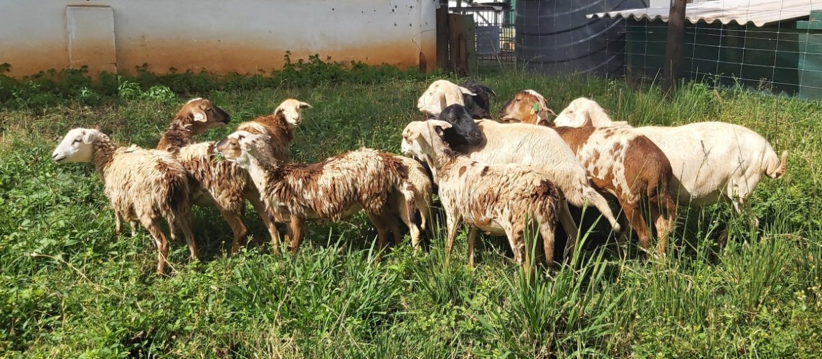 Bargrove-Veterinary-Group-ART-Farm-Field-Station-sheep-project.