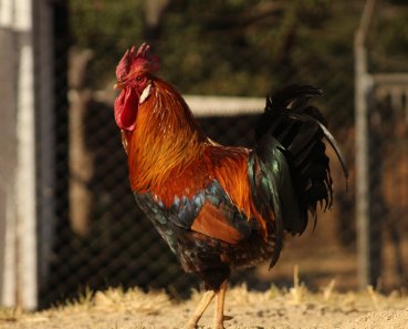 Bargrove-Veterinary-Group-ART-Farm-Rooster2a