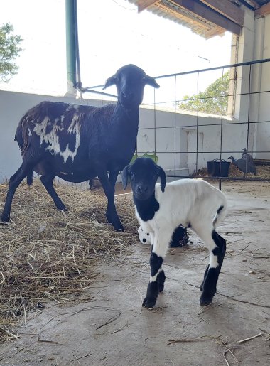 Bargrove-Veterinary-Group-ART-Farm-sheep-10a