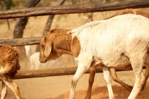 Bargrove-Veterinary-Group-ART-Farm-sheep-4