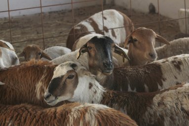 Bargrove-Veterinary-Group-ART-Farm-sheep-8a