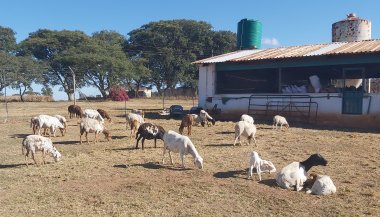 Bargrove-Veterinary-Group-ART-Farm-sheep-9