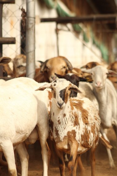 Bargrove-Veterinary-Group-ART-Farm-sheep-d