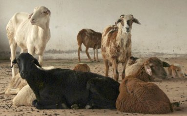 Bargrove-Veterinary-Group-ART-Farm-sheep11