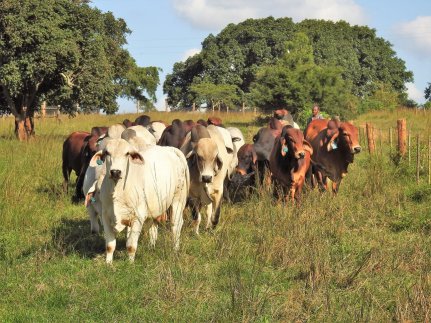 Bargrove-Veterinary-Group-Brahmans-herd-