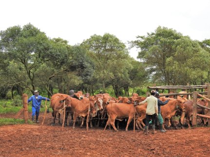 Bargrove-Veterinary-Group-Brahmans-on-farm-2