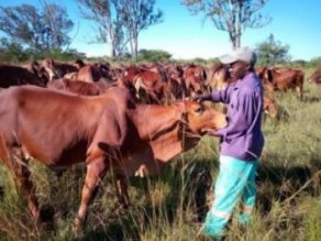Bargrove-Veterinary-Group-Brahmans-on-farm