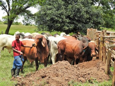 Bargrove-Veterinary-Group-Brahmans-on-farm-a