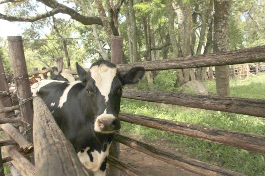 Bargrove-Veterinary-Group-Dairy-cow