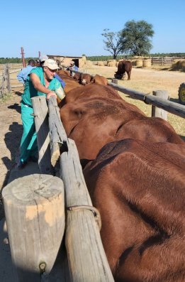 Bargrove-Veterinary-Group-Doub-at-work-with-cattle