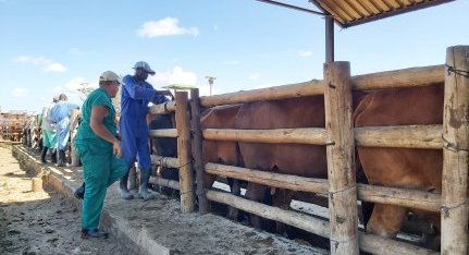 Bargrove-Veterinary-Group-Doug-Bruce-in-action