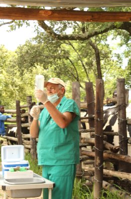 Bargrove-Veterinary-Group-Doug-at-work-with-cattle-b