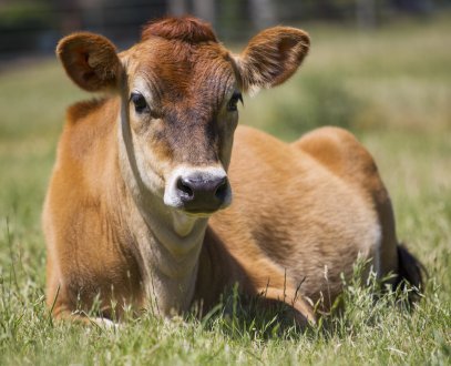 Bargrove-Veterinary-Group-Jersey-calf