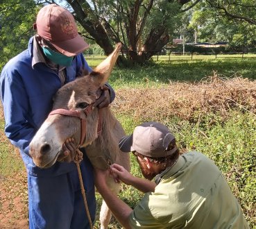 Bargrove-Veterinary-Group-Jesse-at-work-with-donkey-a