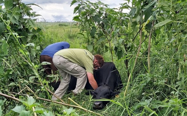 Bargrove-Veterinary-Group-Jesse-in-the-field