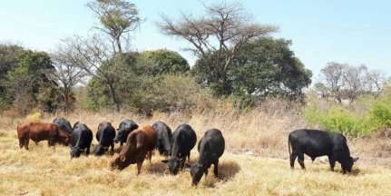 Bargrove-Veterinary-Group-Mashona-cattle