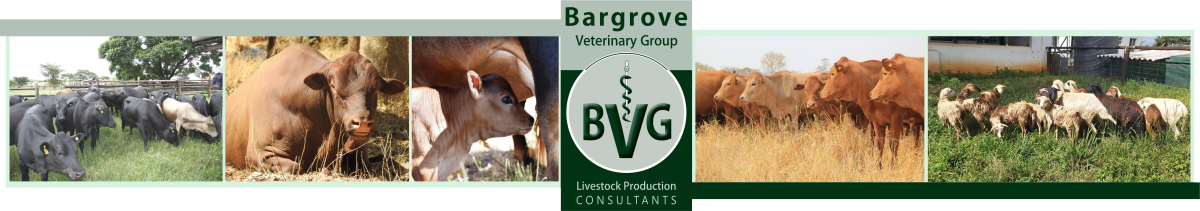 Bargrove-Veterinary-Group-Projects-Banner