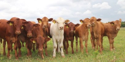 Bargrove-Veterinary-Group-Tuli-calves