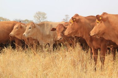 Bargrove-Veterinary-Group-Tuli.j