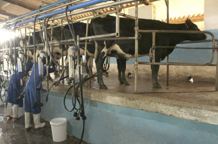 Bargrove-Veterinary-Group-dairy-action