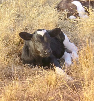Bargrove-Veterinary-Group-dairy-calf