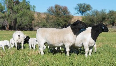 Bargrove-Veterinary-Group-dorper-flock