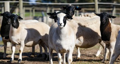 Bargrove-Veterinary-Group-dorper-sheep