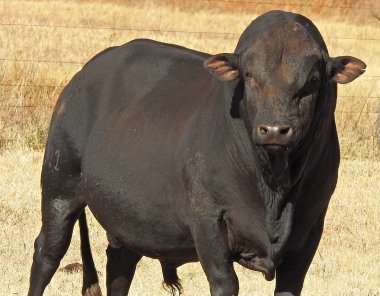 Bargrove-Veterinary-Group-mashona-bull
