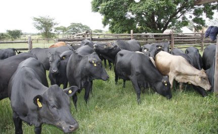 Bargrove-Veterinary-Group-mashona-cattle-client-farm