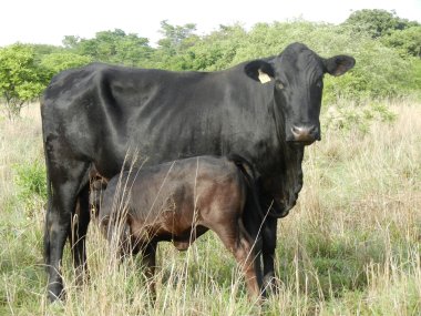 Bargrove-Veterinary-Group-mashona-with-cal