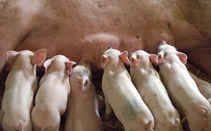 Bargrove-Veterinary-Group-pigs