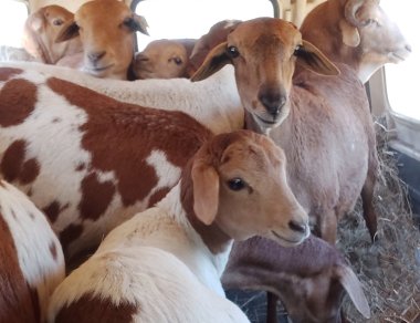 Bargrove-Veterinary-Group-sheep-in-transit-a