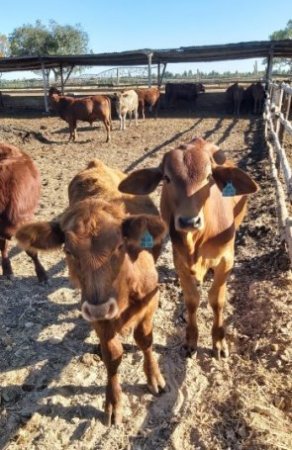 Bargrove-Veterinary-Group-steers