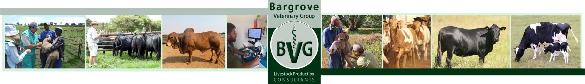 Bargrove-Veterinary-Group-website-banner-home-page