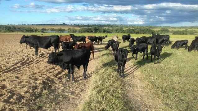 Bargrove-Veterinary-Mashona-Cattle-scene-home-page