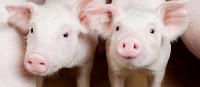 Bargrove-Veterinary-piglets