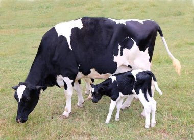 Bargrove-veterinary-dairy-plan